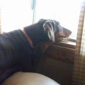 Meet your Posher, Doris